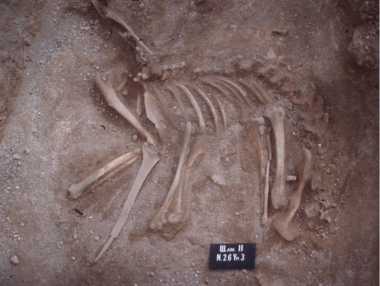 Burial remains of a dog that lived over 7,000 years ago in Siberia suggest the male Husky-like animal probably lived and died similar to how humans did at that time and place, eating the same food, sustaining work injuries, and getting a human-like burial.